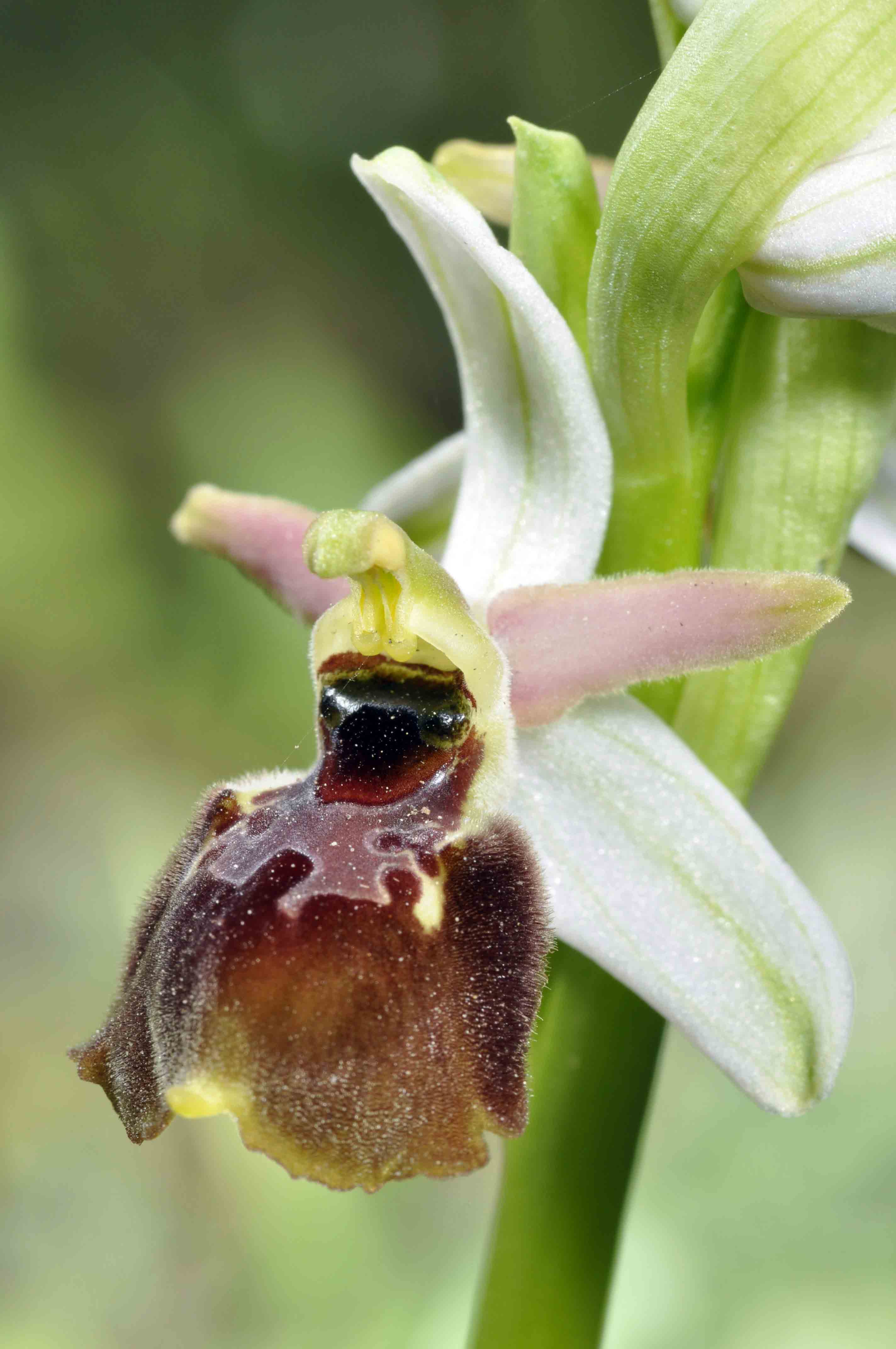 O.exaltata subsp. montis-leonis e un ibrido